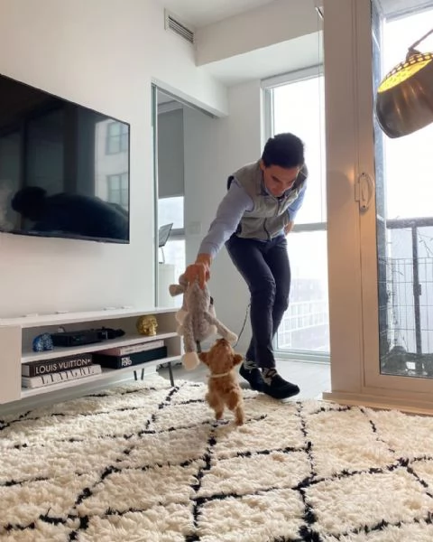 meravigliosi Barboncino per adozione | Foto 1