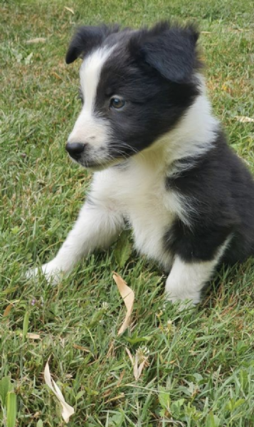 REGALO BORDER COLLIE 