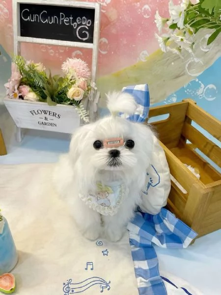 Maltese cuccioli  | Foto 0