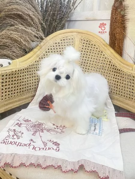 Maltese cuccioli 