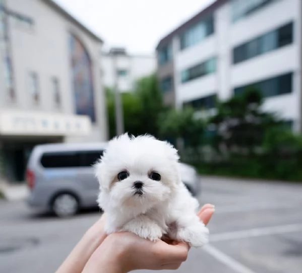 maltese cuccioli  | Foto 0