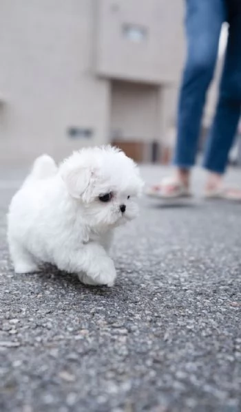mf maltese cuccioli | Foto 0