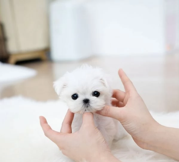 MF Maltese cucciolii | Foto 0