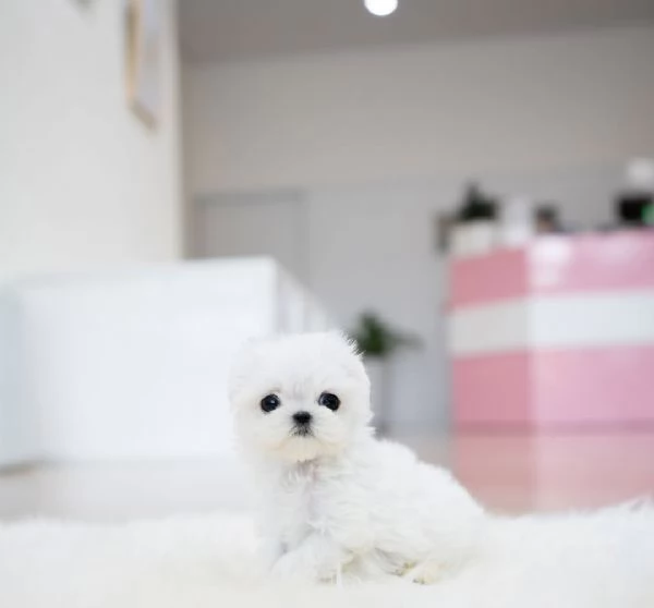 MF Maltese cucciolii