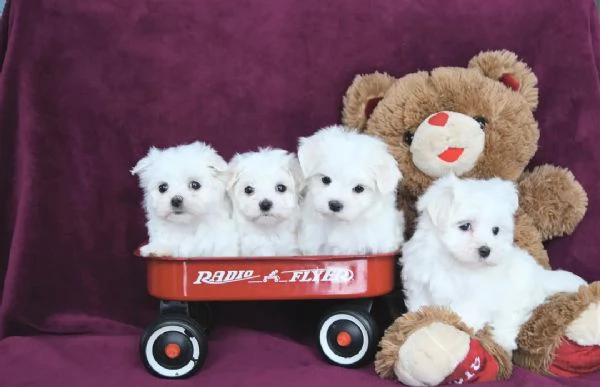 tutti maltese cuccioli
