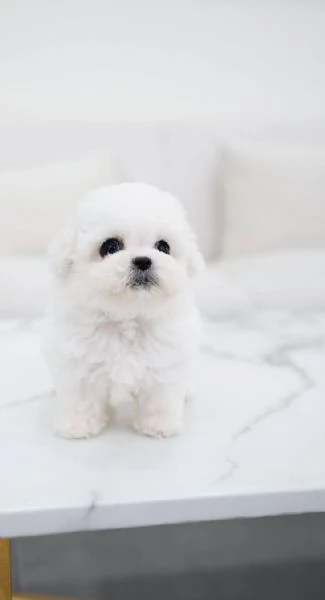 Maltese cuccioliii