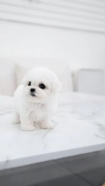 Maltese cuccioliii | Foto 0