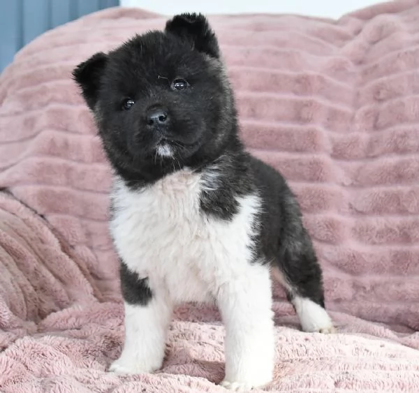 Cucciolo di Akita Inu | Foto 0