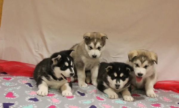 Alaskan Malamute Welpen