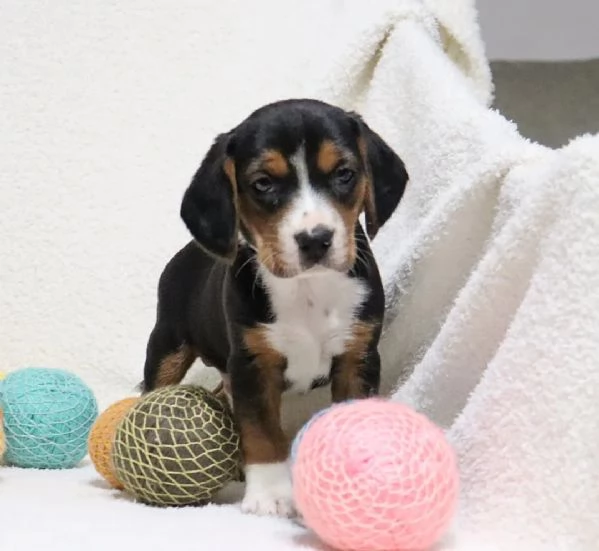 adorabili cuccioli di Beagle | Foto 0