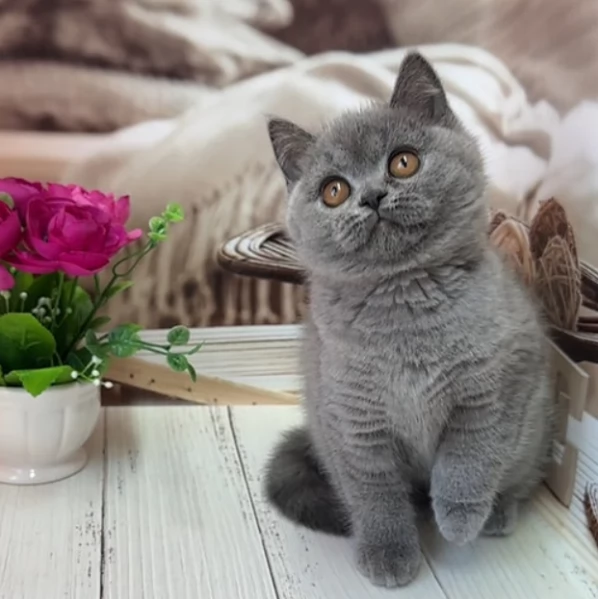 Gattini British shorthair 