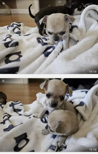 Chihuahua  | Foto 1