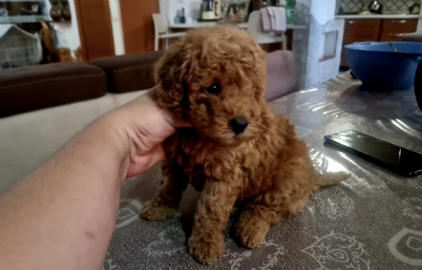 REGALO CUCCIOLO BARBONCINO TOY | Foto 0