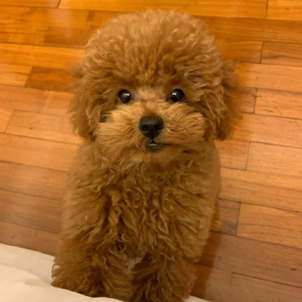 Due Barboncini Toy 1 maschio 1 femmina disponibili