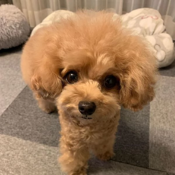 Due Barboncini Toy 1 maschio 1 femmina disponibili | Foto 0