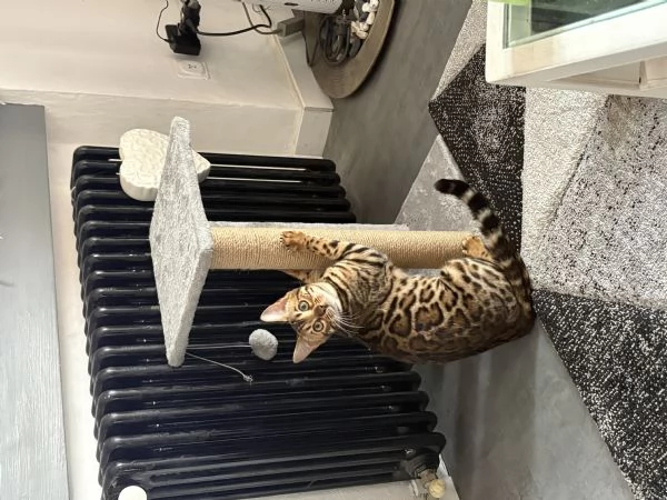 Gatta del Bengala | Foto 1