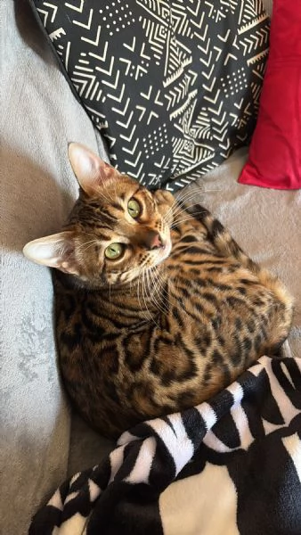 Gatta del Bengala | Foto 0