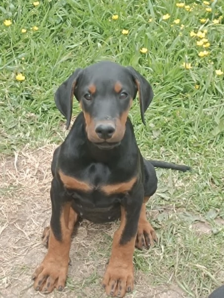 REGALO DOBERMANN 