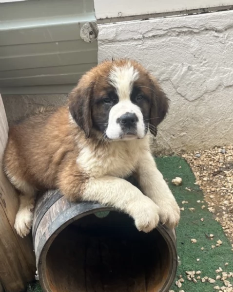  REGALO SAN BERNARDO  | Foto 0