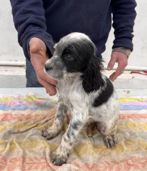 Cuccioli Setter Inglese