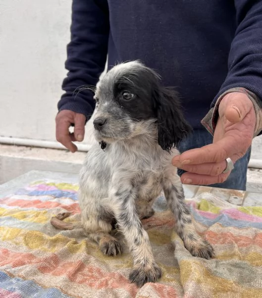 Cuccioli Setter Inglese | Foto 4