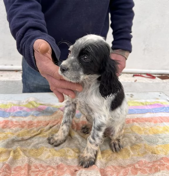Cuccioli Setter Inglese | Foto 3