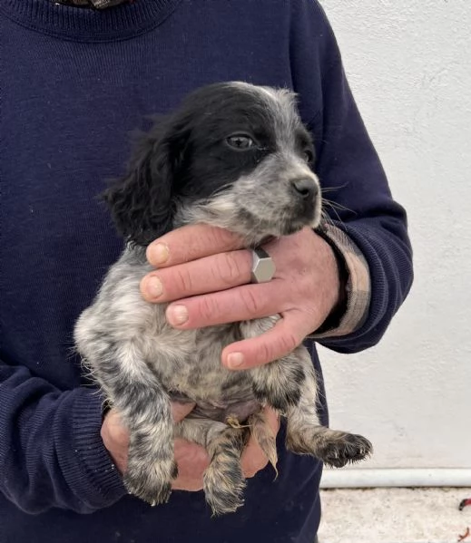 Cuccioli Setter Inglese | Foto 2