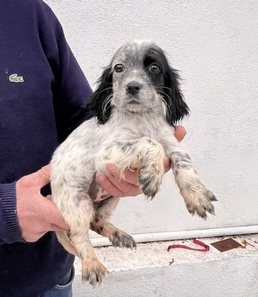 Cuccioli Setter Inglese | Foto 1