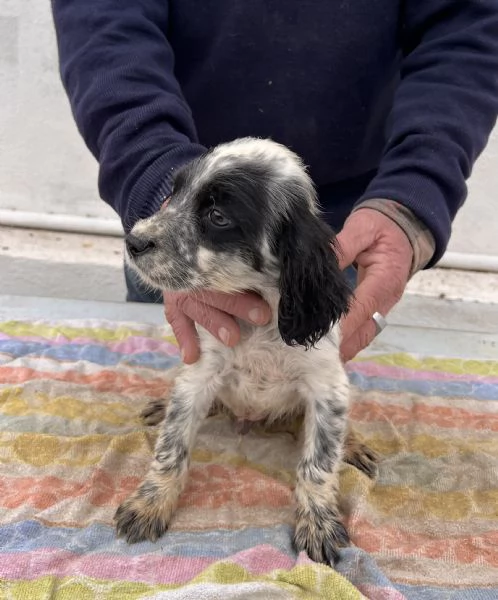 Cuccioli Setter Inglese | Foto 0