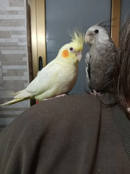 Calopsite allevati a mano  | Foto 6