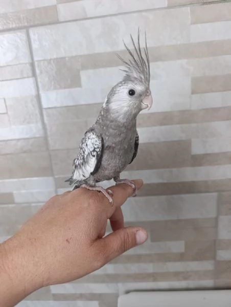 Calopsite allevati a mano  | Foto 4