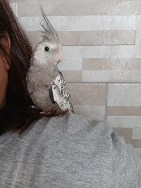 Calopsite allevati a mano  | Foto 3