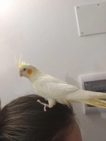 Calopsite allevati a mano  | Foto 2