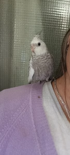 Calopsite allevati a mano  | Foto 1