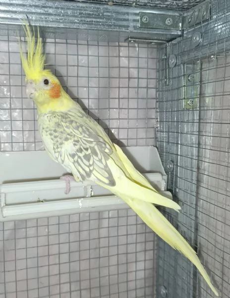 Calopsite femmine adulte | Foto 0