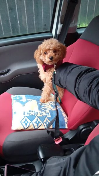 Vendita Barboncino Toy  | Foto 6