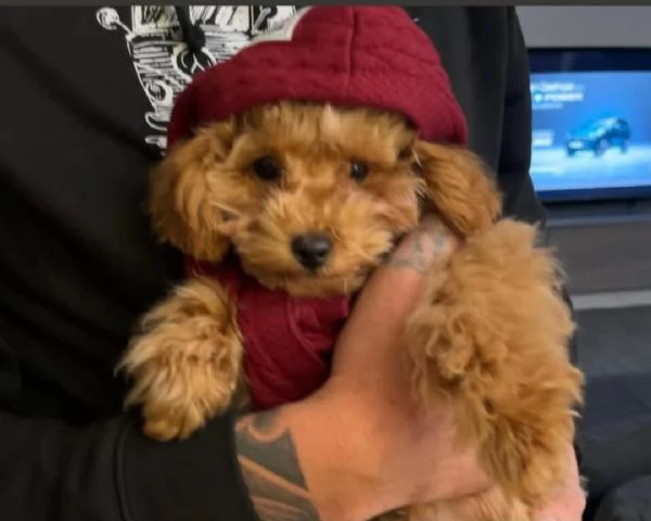 Vendita Barboncino Toy  | Foto 5