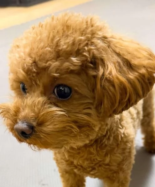 Vendita Barboncino Toy  | Foto 4