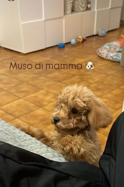 Vendita Barboncino Toy  | Foto 2