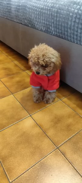 Vendita Barboncino Toy  | Foto 0