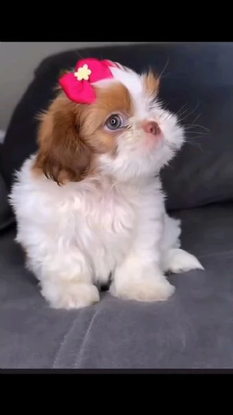Shih Tzu di razza pura