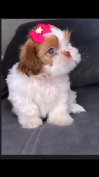 Shih Tzu di razza pura | Foto 1