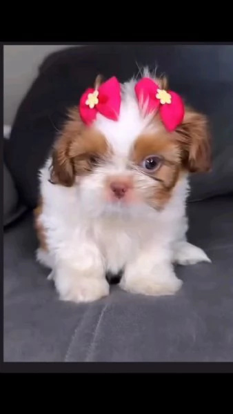 Shih Tzu di razza pura | Foto 0