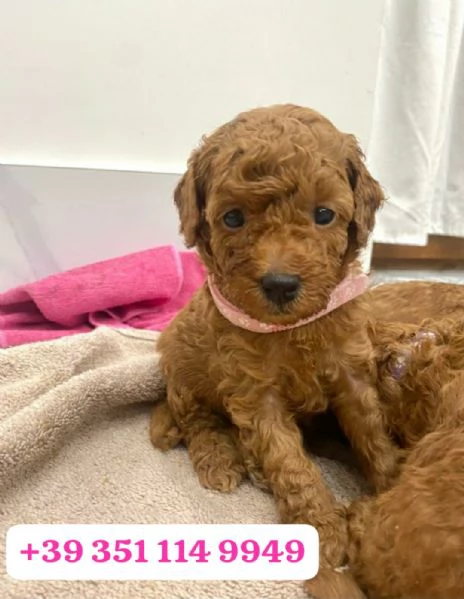 Regala un cucciolo di barboncino maschio e femmina | Foto 2