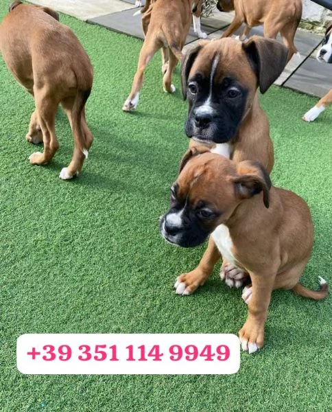Regala un cucciolo di Boxer maschio e femmina | Foto 2