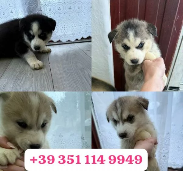 Regala un cucciolo di Husky maschio e femmina | Foto 2