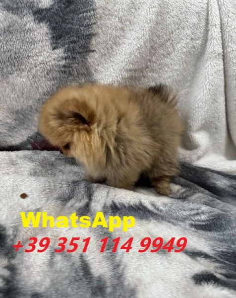 Regalo Bellissimi cuccioli di Volpino Pomerania maschi e femmine | Foto 0
