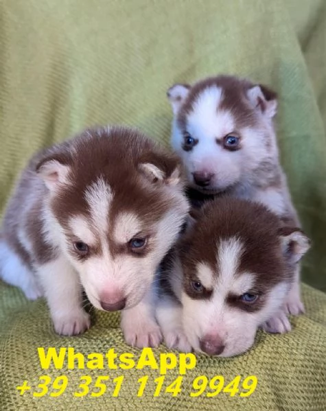 Regalo Bellissimi cuccioli di Husky maschi e femmine | Foto 0
