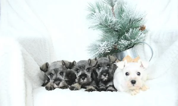 Adorabili Schnauzer Nani