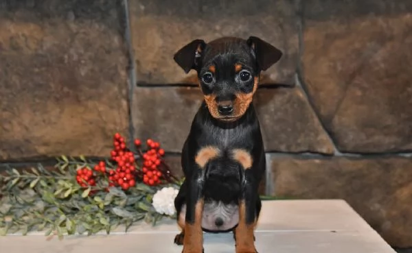 Pinscher Nani 2 maschi  1 femmina